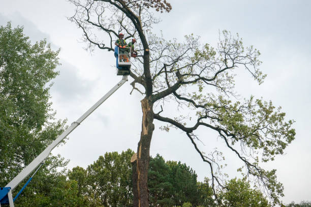 Best Storm Damage Tree Cleanup  in Pine Mountain, GA