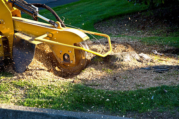 Best Lawn Grading and Leveling  in Pine Mountain, GA